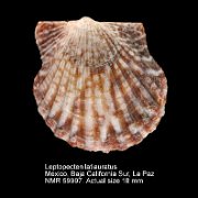 Leptopecten latiauratus (3)